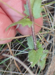 Alectra sessiliflora sessiliflora