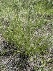 Muhlenbergia cuspidata