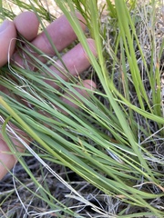 Muhlenbergia cuspidata