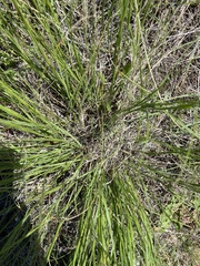 Muhlenbergia cuspidata