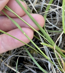 Muhlenbergia cuspidata