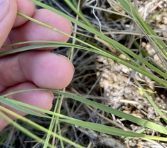 Muhlenbergia cuspidata