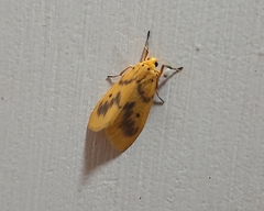 Miltochrista undulata