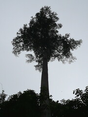 Tieghemella heckelii