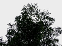 Tieghemella heckelii