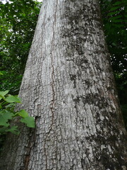 Tieghemella heckelii