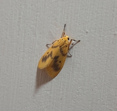 Miltochrista undulata