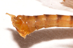 Nephrotoma virescens