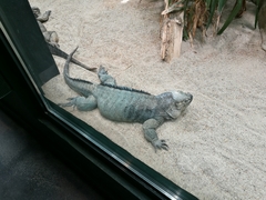 Cyclura