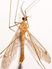 Nephrotoma virescens