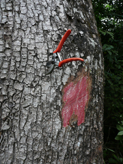 Tieghemella heckelii