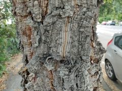 Quercus suber
