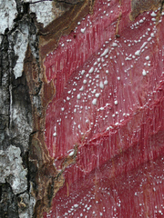 Tieghemella heckelii