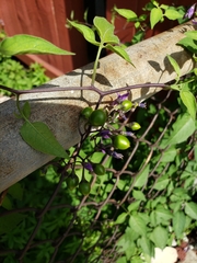 Solanum dulcamara