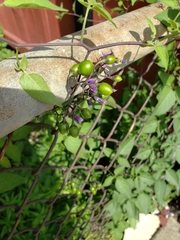 Solanum dulcamara