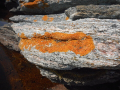 Xanthoria elegans image