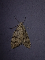 Lepidoptera