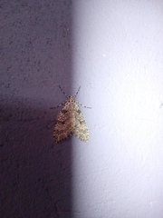Lepidoptera