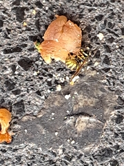 Vespula