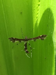 Geina tenuidactylus