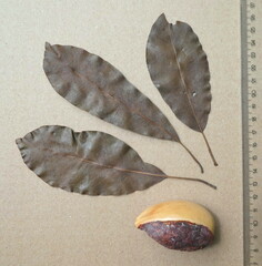 Tieghemella heckelii