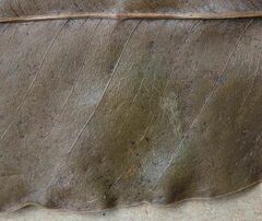 Tieghemella heckelii