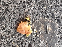 Vespula