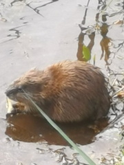 Ondatra zibethicus