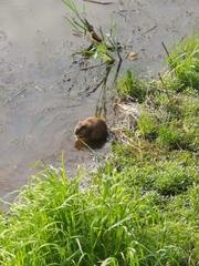 Ondatra zibethicus