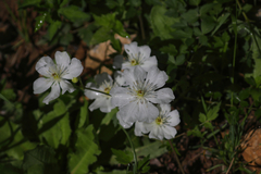 Clematis potaninii