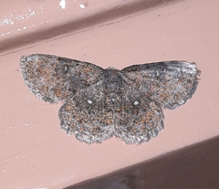 Dischidesia