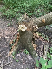 Pleurotus citrinopileatus