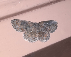 Dischidesia
