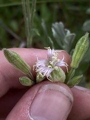 Silene oregana