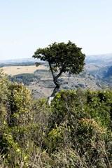 Cussonia sphaerocephala