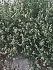 Aeluropus lagopoides