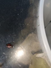 Deraeocoris trifasciatus