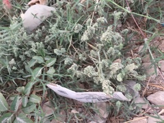 Aeluropus lagopoides