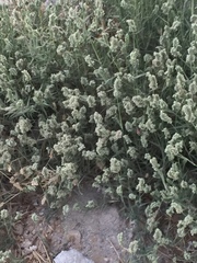 Aeluropus lagopoides