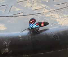 Uranophora maranhaonis