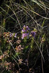 Erica cubica