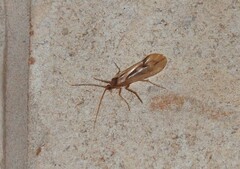 Platycentropus radiatus