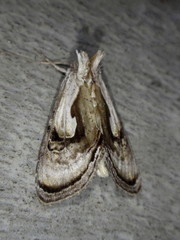 Chrysanympha formosa