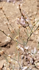 Eriogonum gracile gracile