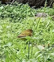 Crithagra citrinelloides