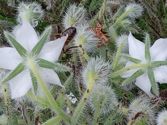 Borago officinalis