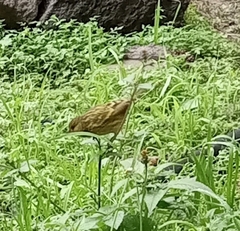 Crithagra citrinelloides