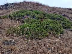 Arctostaphylos franciscana