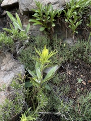 Castilleja glandulifera