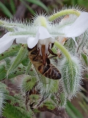 Apis mellifera